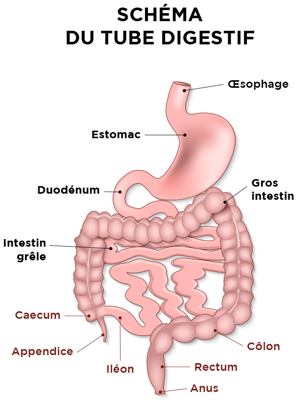 Maladies inflammatoires chroniques de l'intestin (MICI) - Docteur ...